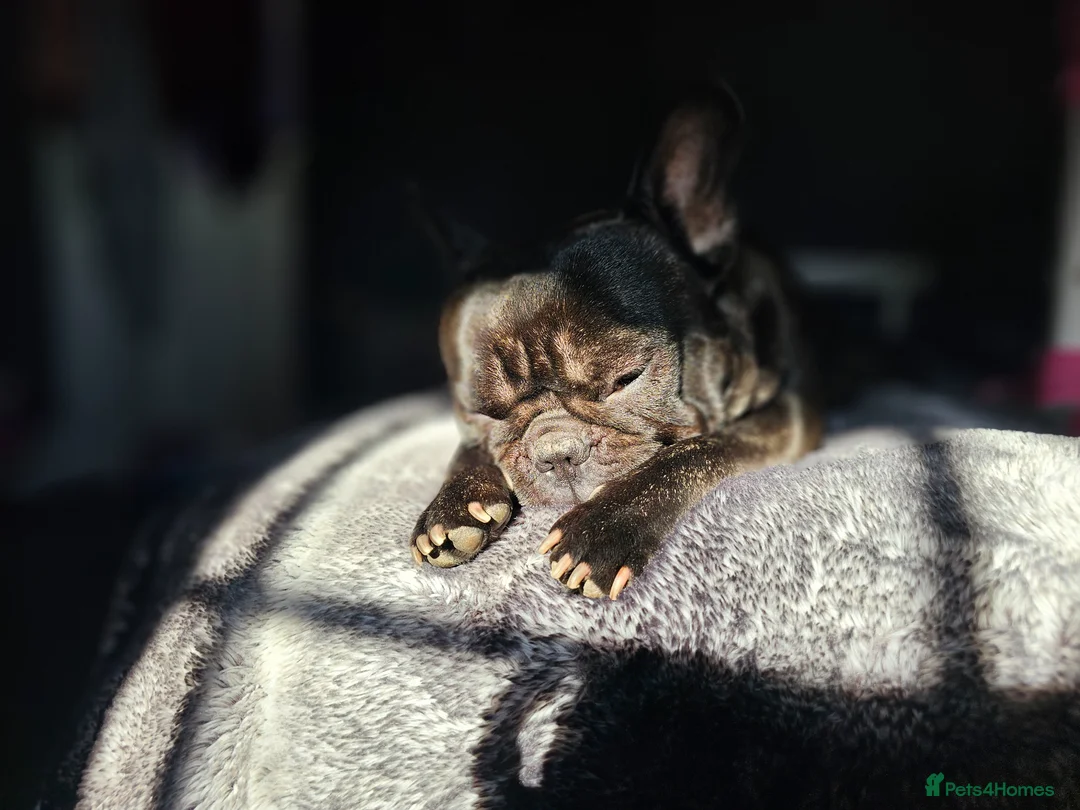 French Bulldog dogs for stud: My name is Nyra - Advert 6