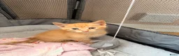 Mixed Breed cats for sale: 4 beautiful kittens in South Croydon - Advert 1