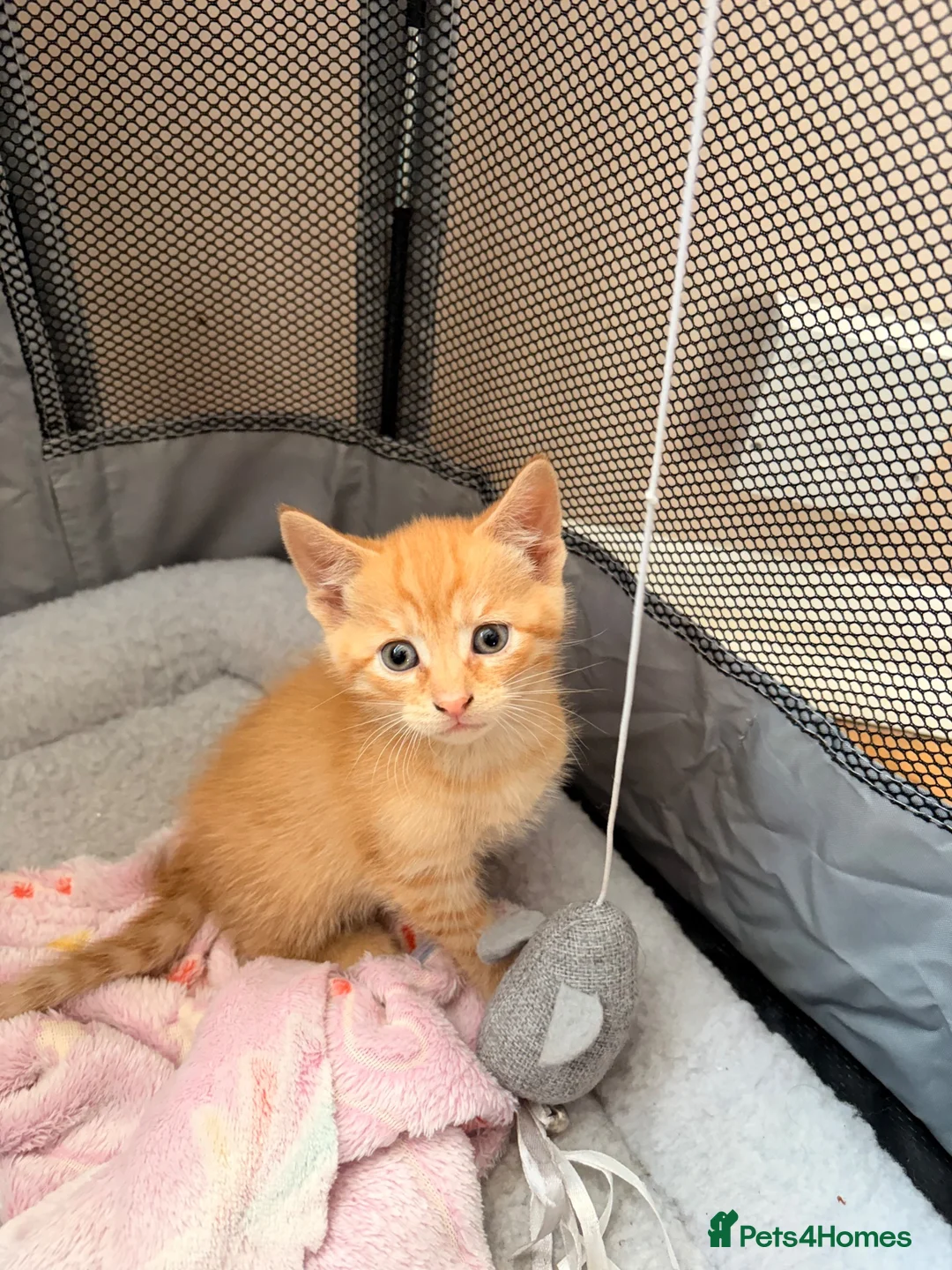 Mixed Breed cats for sale: 4 beautiful kittens in South Croydon - Advert 1