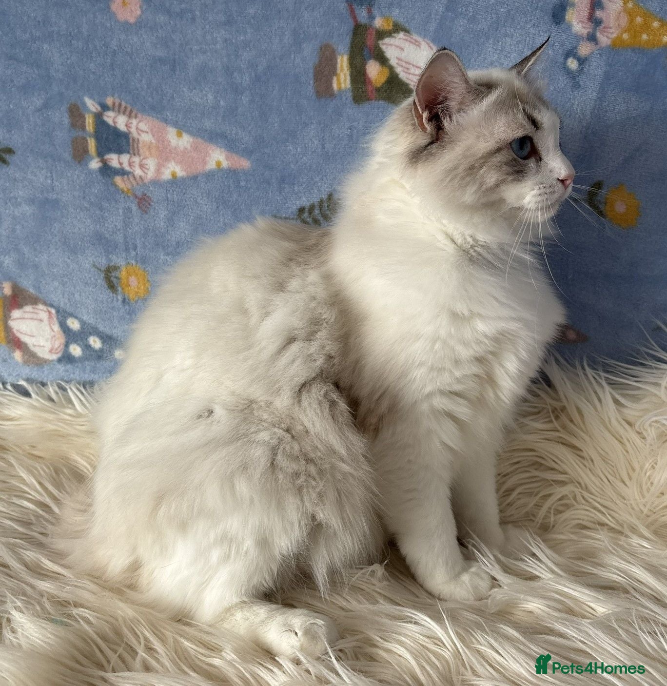 Ragdoll cats Two Sister TICA Registered Female Ragdoll - Advert 1