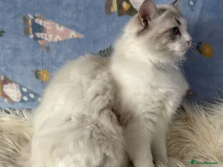 Ragdoll cats Two Sister TICA Registered Female Ragdoll - Advert 4