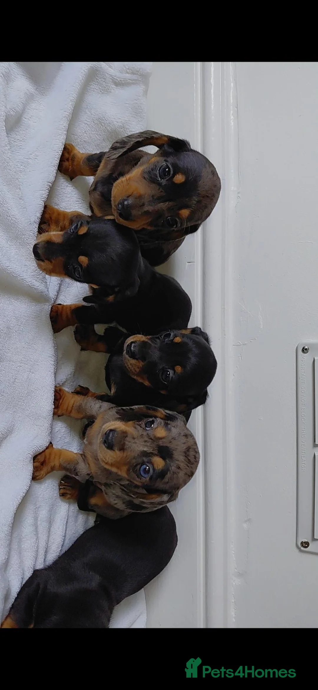 Miniature Dachshund dogs for sale: miniature dachshund - Advert 2