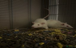 Rat rodents for sale: 2 Female Baby Rats for sale - Image 3