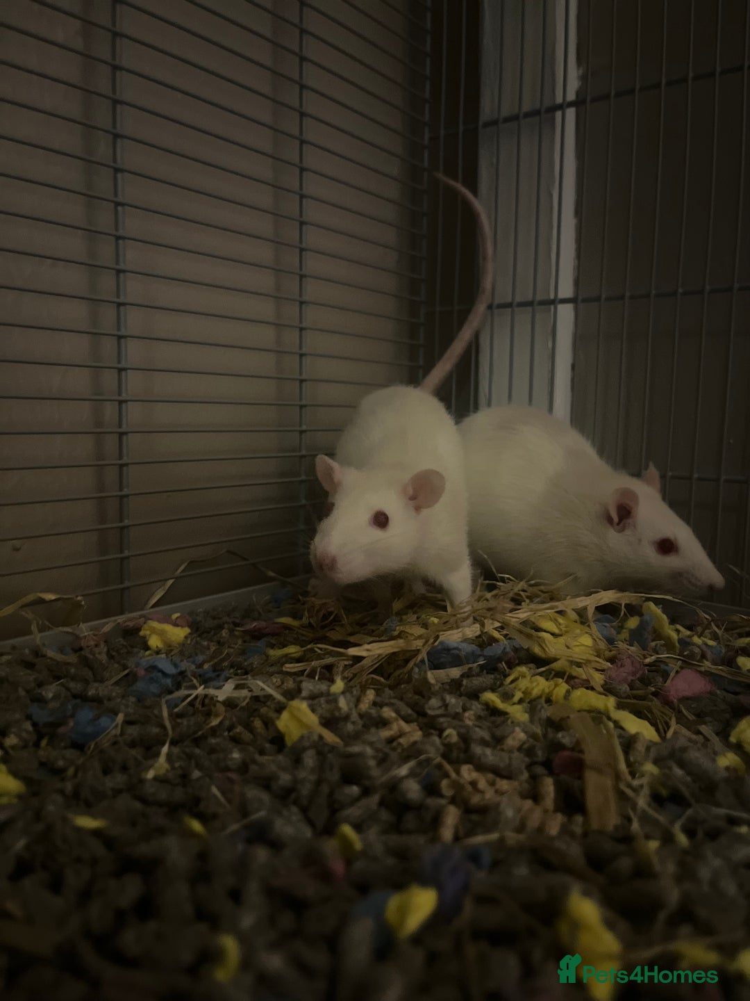 Rat rodents for sale: 2 Female Baby Rats for sale - Image 3
