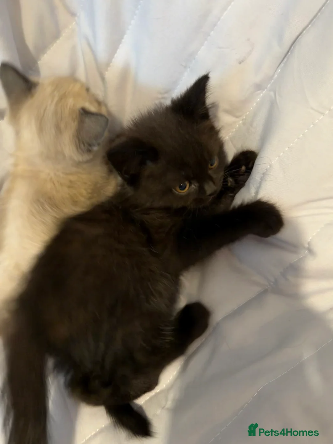 British Shorthair cats for sale: Pedigree BSH British cat kittens  - Advert 18