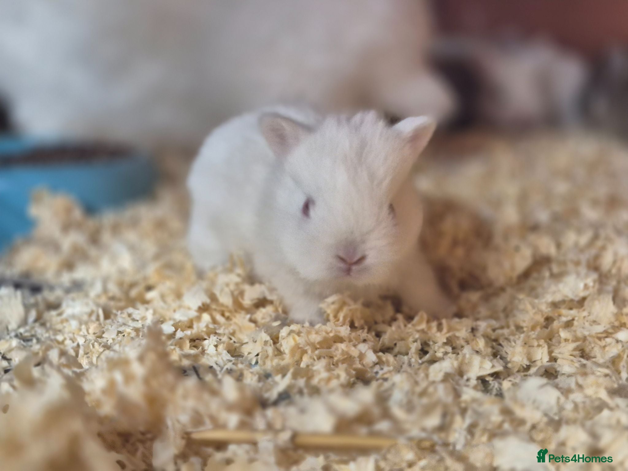 Netherland Dwarf rabbits Netherland dwarfs dwarf lops mini lops - Advert 11