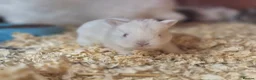Netherland Dwarf rabbits for sale: Netherland dwarfs dwarf lops mini lops - Advert 1