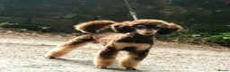 Jackapoo dogs for sale: FB1 jackapoo puppies  - Advert 2