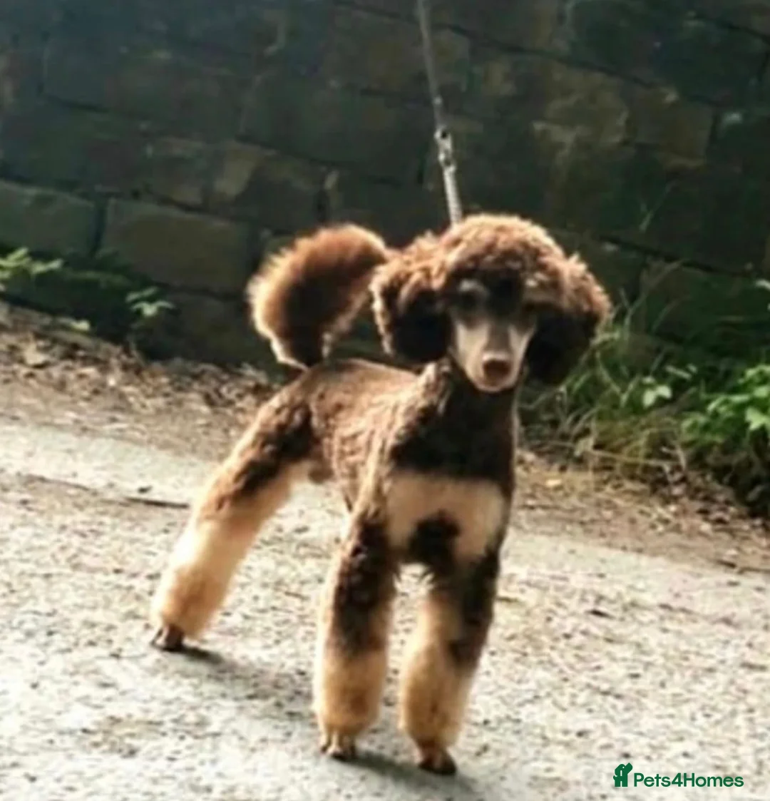 Jackapoo dogs for sale: FB1 jackapoo puppies  - Advert 2