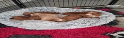 Labradoodle dogs for sale: F1B Miniature Labradoodle pups - Advert 4