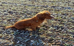 Cocker Spaniel dogs for sale: Male Working Cocker Spaniels - Image 7