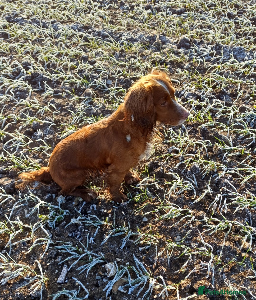 Cocker Spaniel dogs for sale: Male Working Cocker Spaniels - Image 7