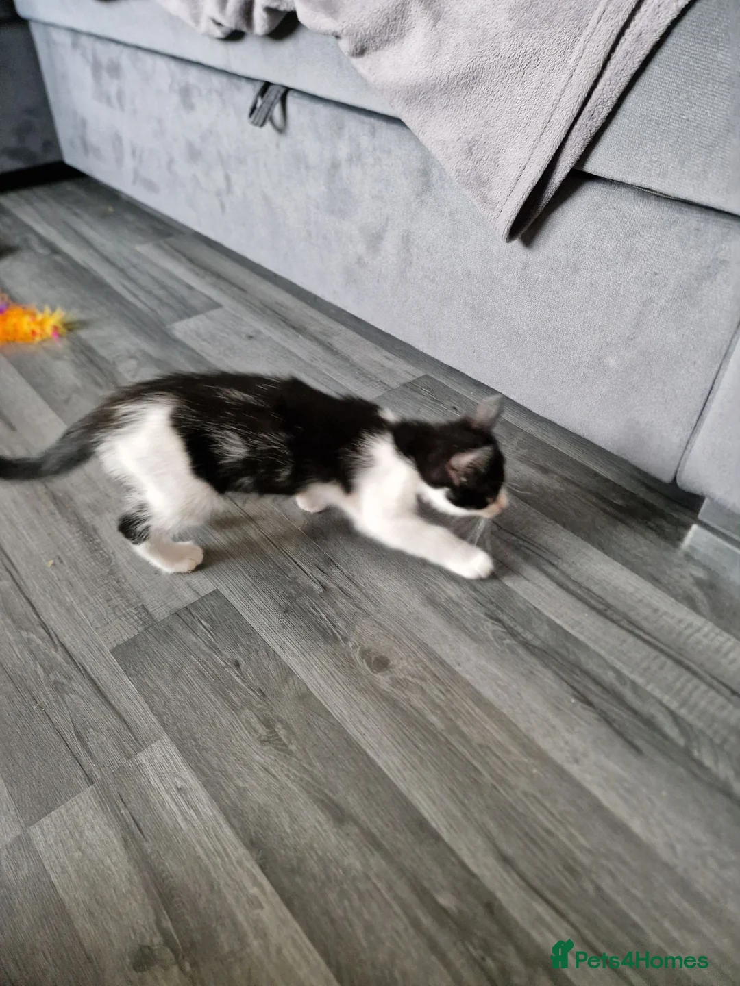 Mixed Breed cats for sale: Loving Home Wanted for a Kitten ❤️ - Advert 2