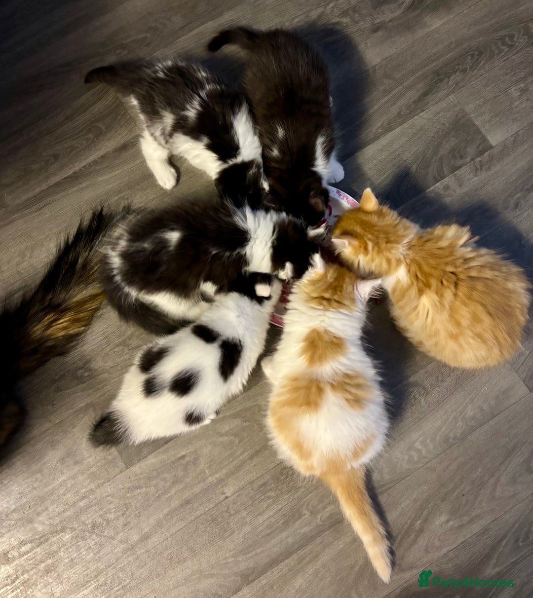 Mixed Breed cats for sale: 2 girl babies left 🐱❤️ £150 for two. 💞 - Image 3