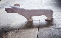 French Bulldog dogs for sale: Top Notch French Bulldog puppies  - Image 7