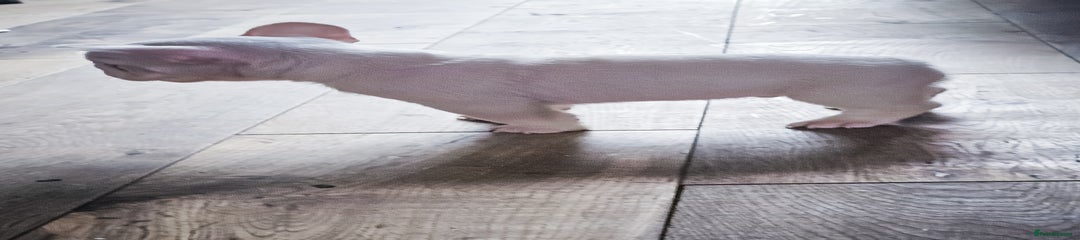 French Bulldog Puppy 7