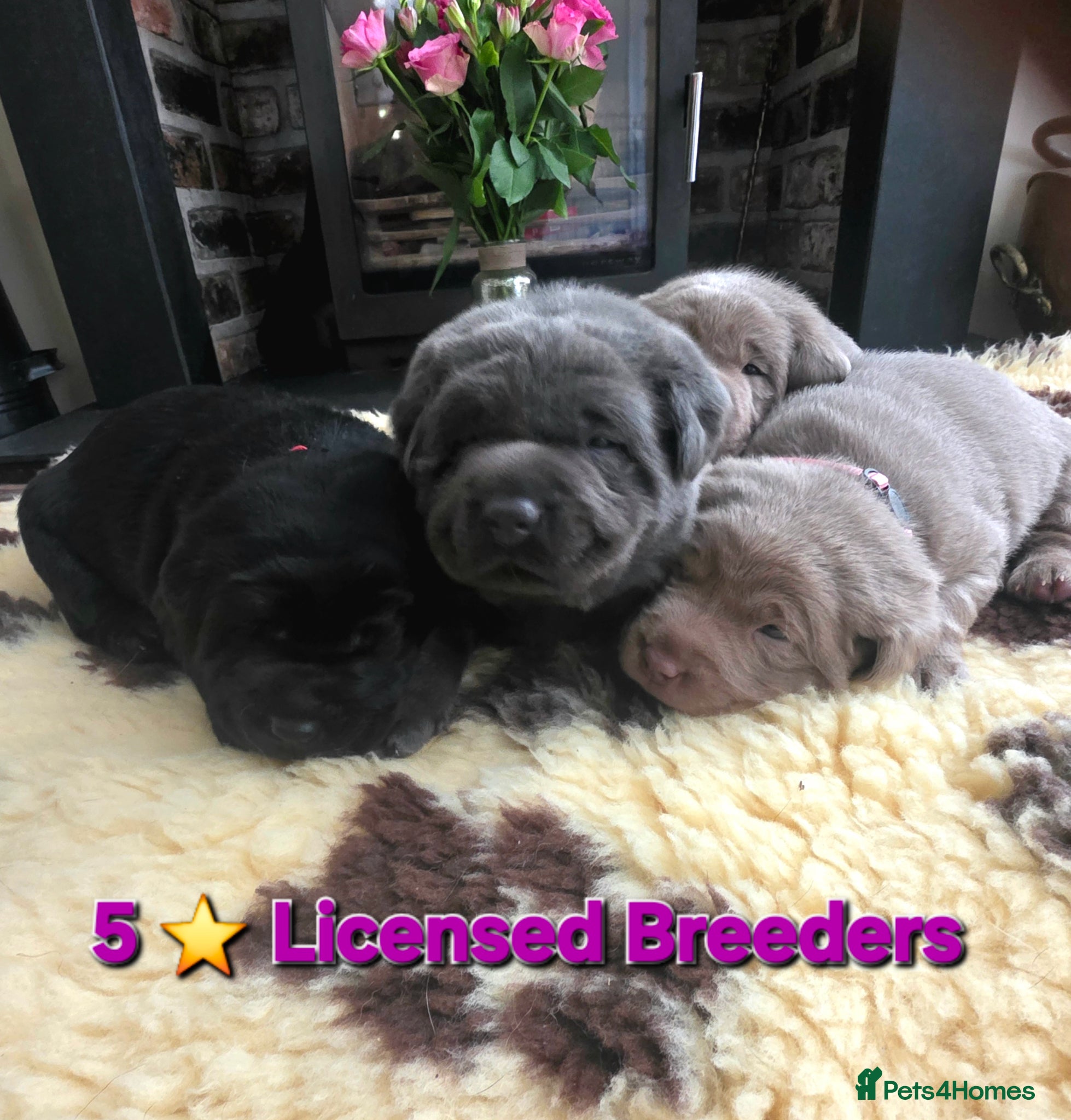 Labrador Retriever dogs Beautiful Labrador puppies  - Advert 1
