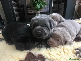 Labrador Retriever dogs for sale: Beautiful Labrador puppies - Advert 1