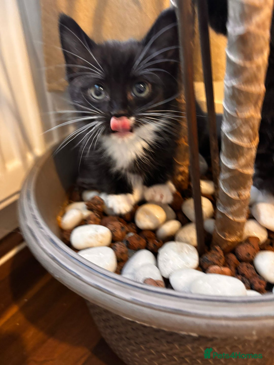 Mixed Breed cats for sale: Ragdoll mixed breed - Advert 17