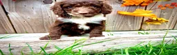 Sproodle dogs for sale: Rare Sproodle Doodle Merle Chocolate Puppies  - Advert 3