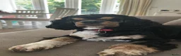 American Cocker Spaniel dogs for sale: Lovely 3 year old American cocker spaniel  - Advert 6