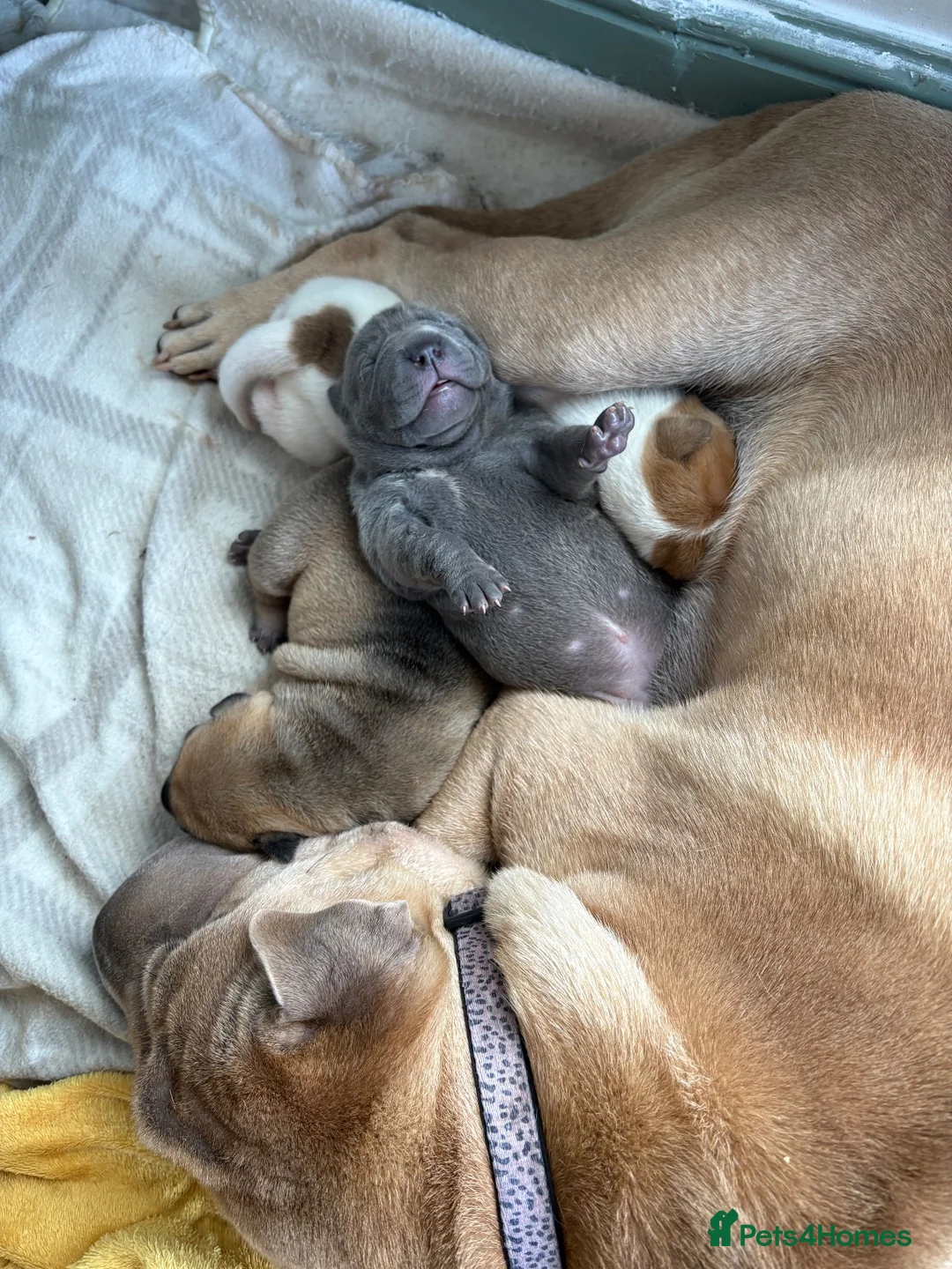 Mixed Breed dogs for sale: Stunning litter of Bull Peis  - Advert 11