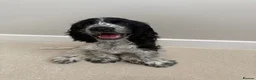 Cocker Spaniel dogs for sale: Blue Roan Cocker Spaniel in Northwich - Advert 3