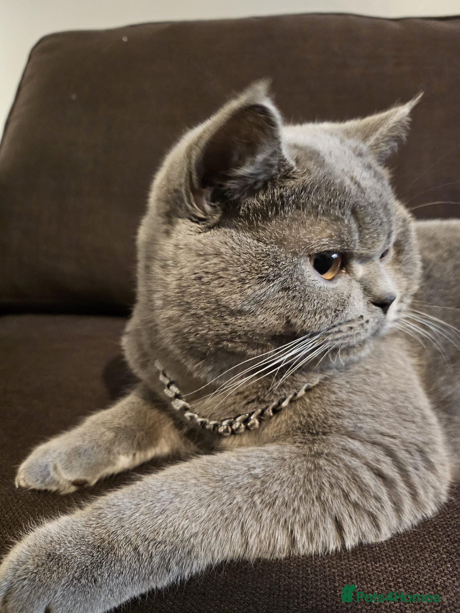 British Shorthair cats Rocky boi on Heat!! - Advert 1