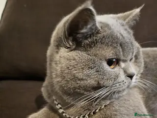 British Shorthair cats Rocky boi on Heat!! - Advert 1