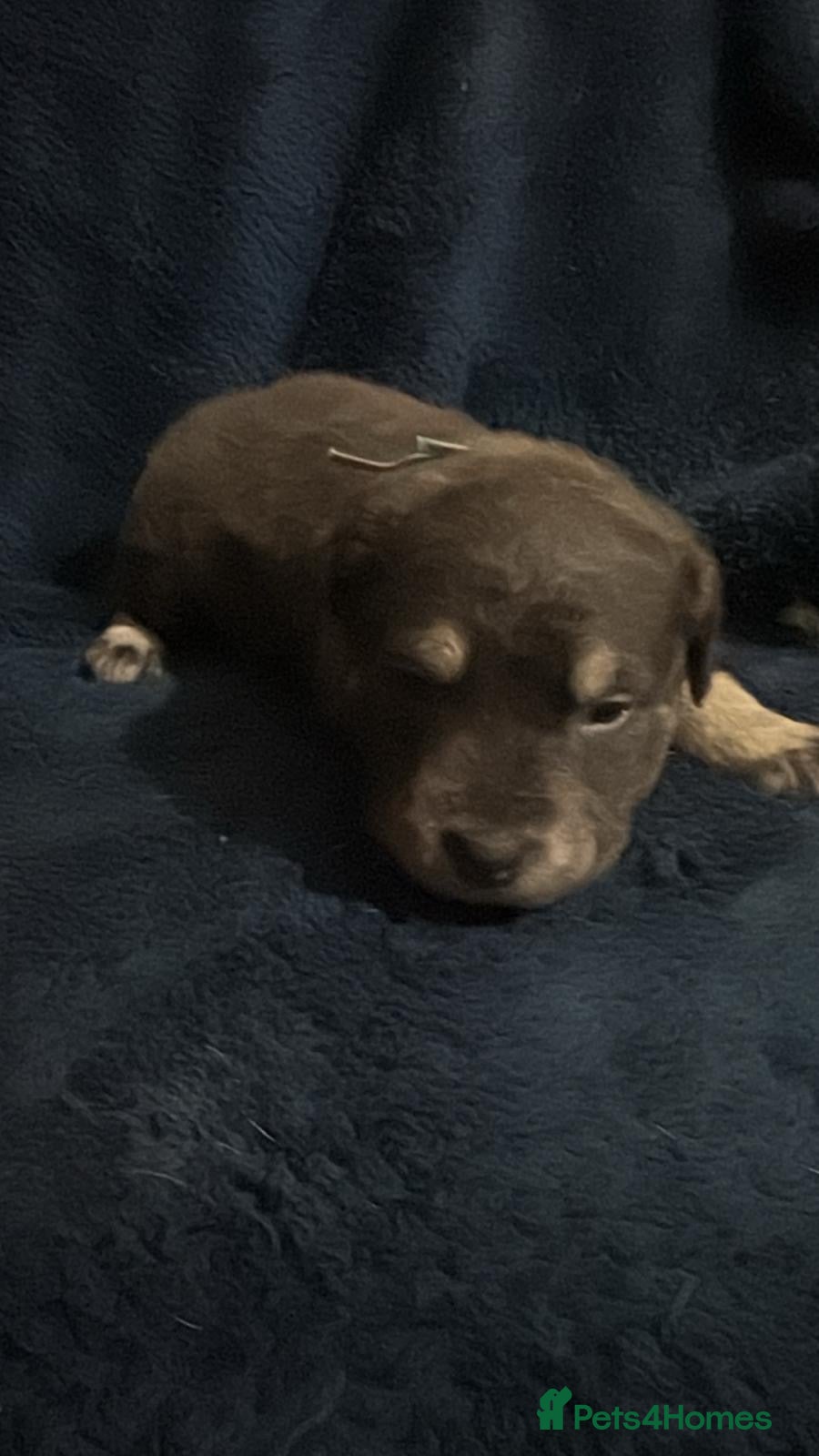 Staffordshire Bull Terrier dogs Prince  - Advert 2