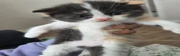 Mixed Breed cats for sale: 🐱 Bshxpersian cute kittens 🥰 - Advert 5