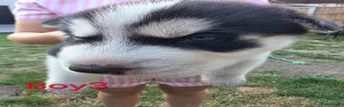 Siberian Husky 3
