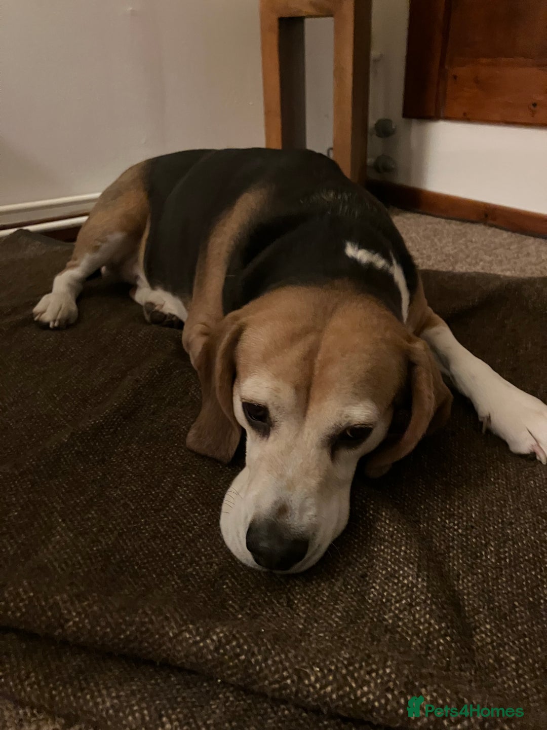 Beagle dogs for stud: Baxter wants a date - Advert 10