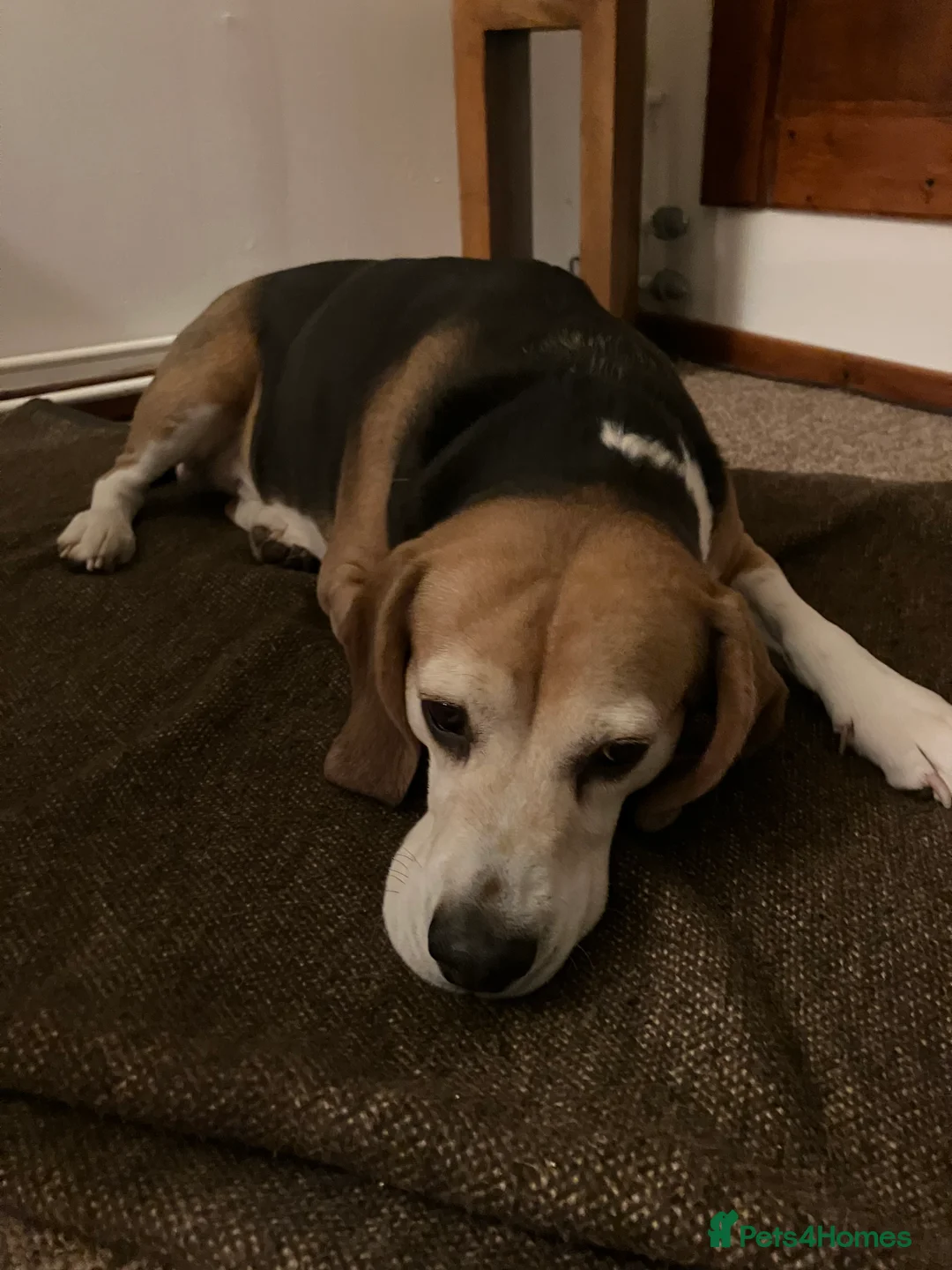 Beagle dogs for stud: Baxter wants a date - Advert 10