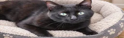 Mixed Breed cats for sale: English short/ domestic shorthair - Advert 2