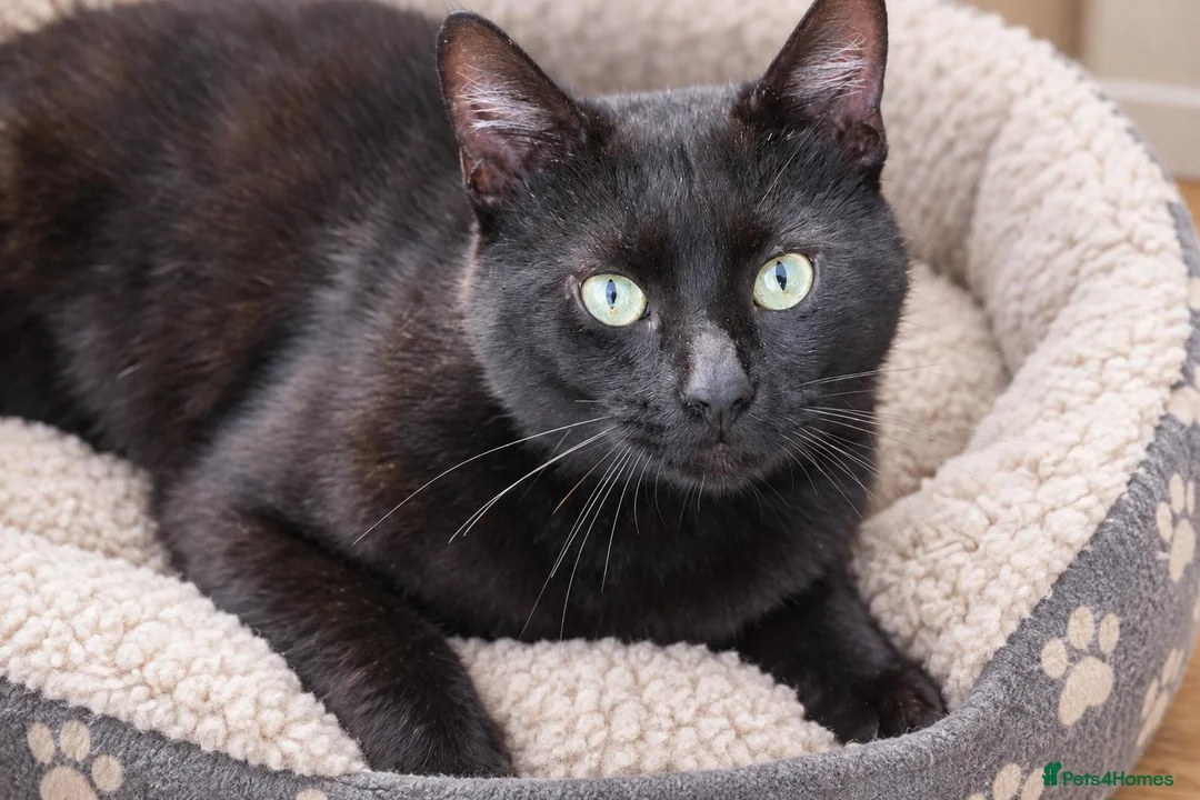 Mixed Breed cats for sale: English short/ domestic shorthair - Advert 2