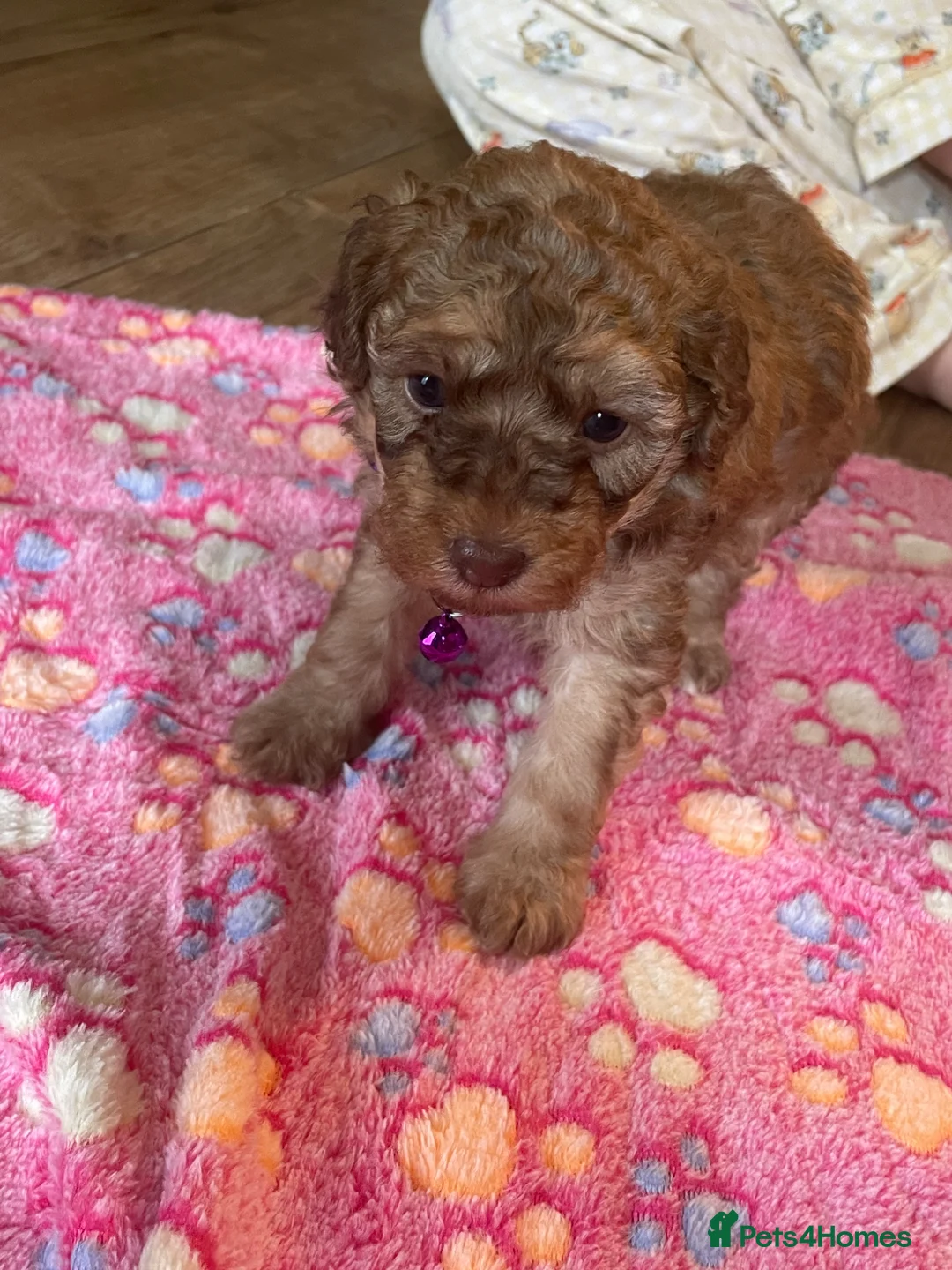 Cockapoo dogs for sale: F1b cocapoo  - Advert 2