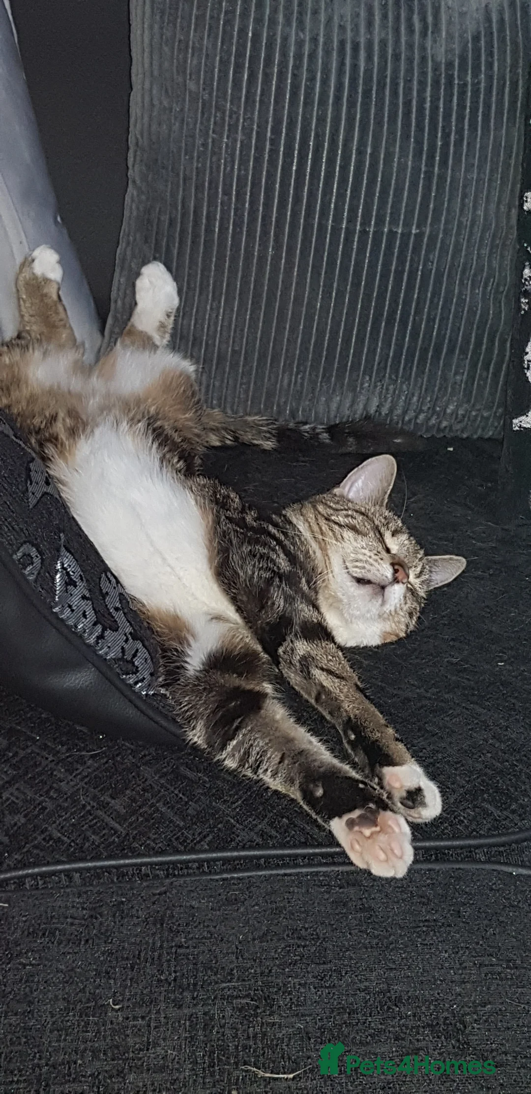 Domestic Shorthair cats for sale: Cat needing loving home. - Advert 2