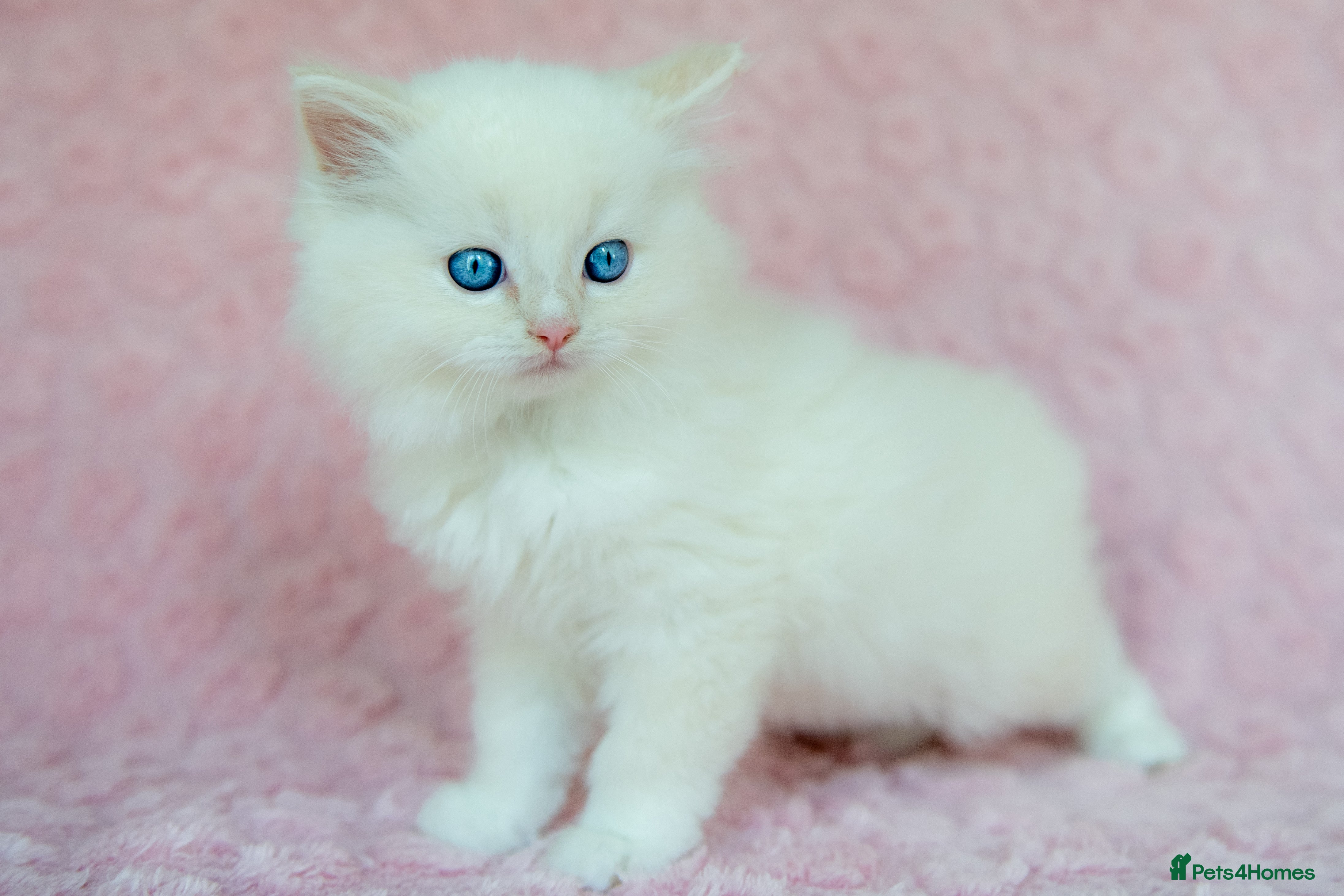 Ragdoll cats Stunning Ragdolls Available Now. - Advert 1