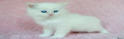 Ragdoll cats for sale: Stunning Ragdolls Available Now. - Advert 1