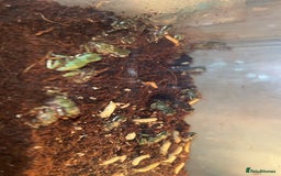 Frog reptiles for sale: White tree froglets  - Image 3