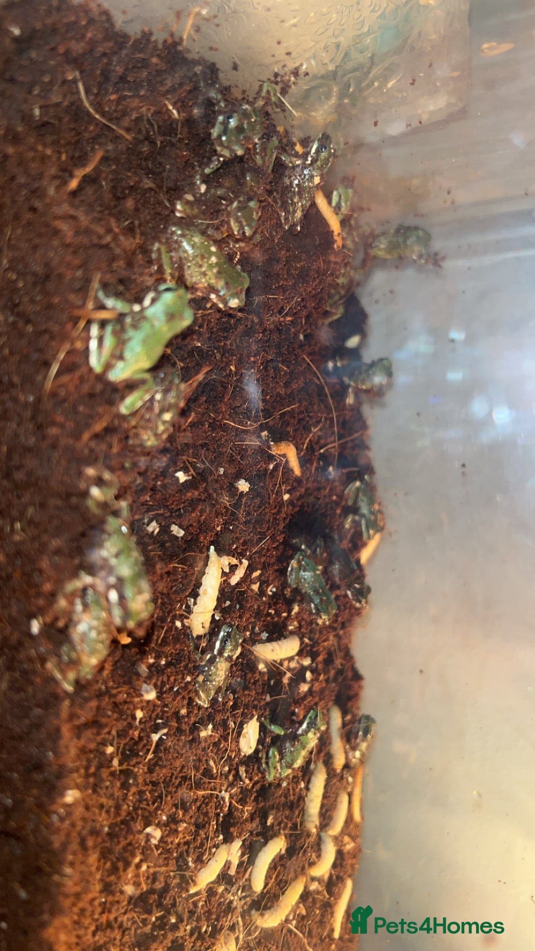 Frog reptiles for sale: White tree froglets  - Image 3