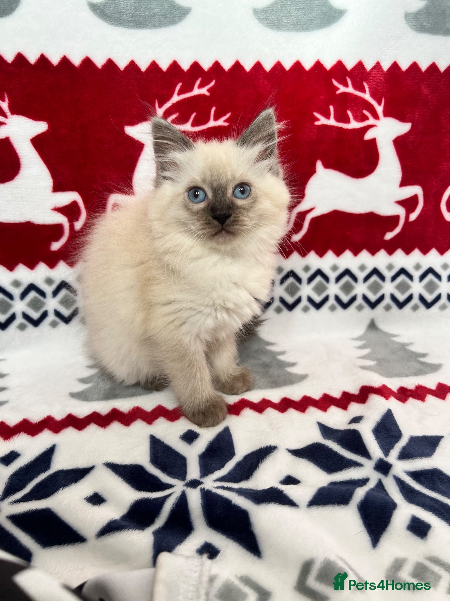 Ragdoll cats Pure ragdoll female kittens  - Advert 5