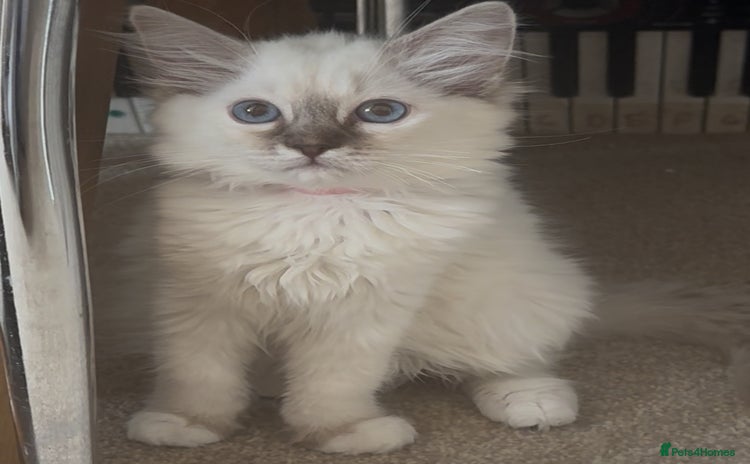 Ragdoll cats in Berkhamsted - Advert 1