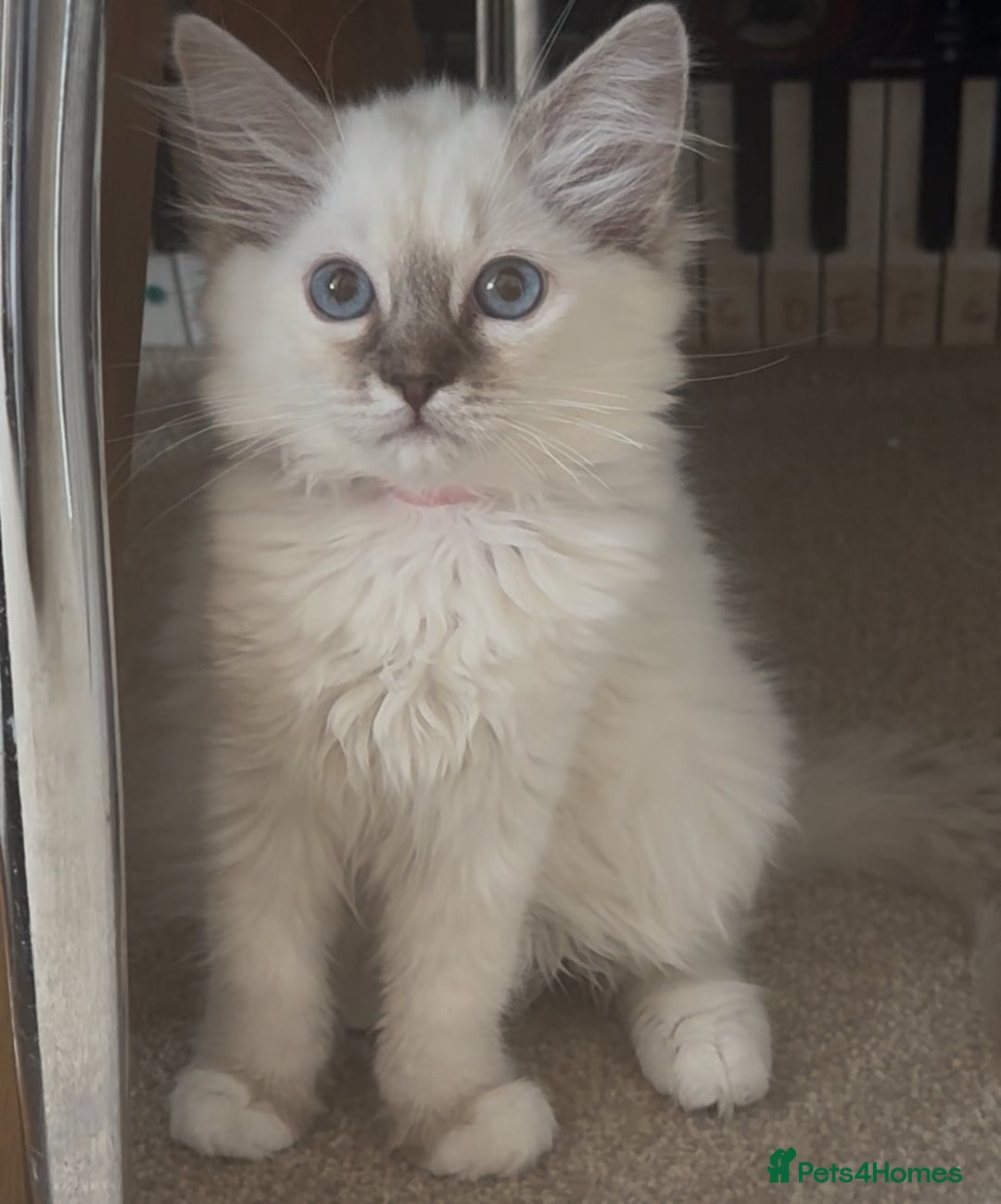 Ragdoll cats for sale: GCCF registere ragdoll kittens ready now 🐱 😍 in Berkhamsted - Image 1