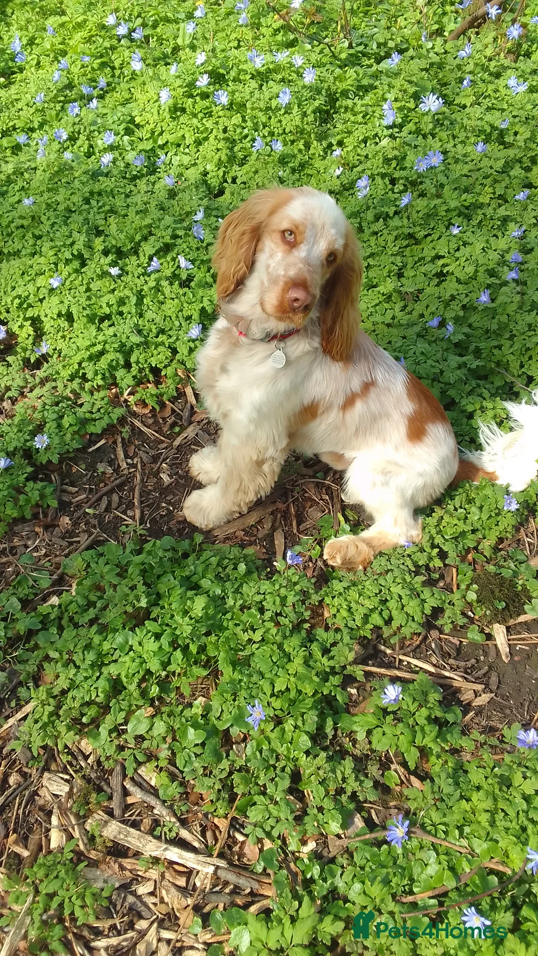 Cocker Spaniel dogs for sale: Orange roan male show cocker spaniel 2yrs old in York - Advert 2