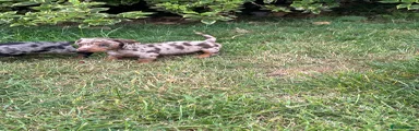 Miniature Dachshund 2