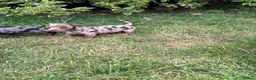 Miniature Dachshund dogs for sale: Minature smooth haired pups from pedigree parents - Advert 6