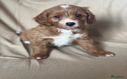 Cavapoo dogs for sale: F1 CAVAPOO PUPPIES - Image 4