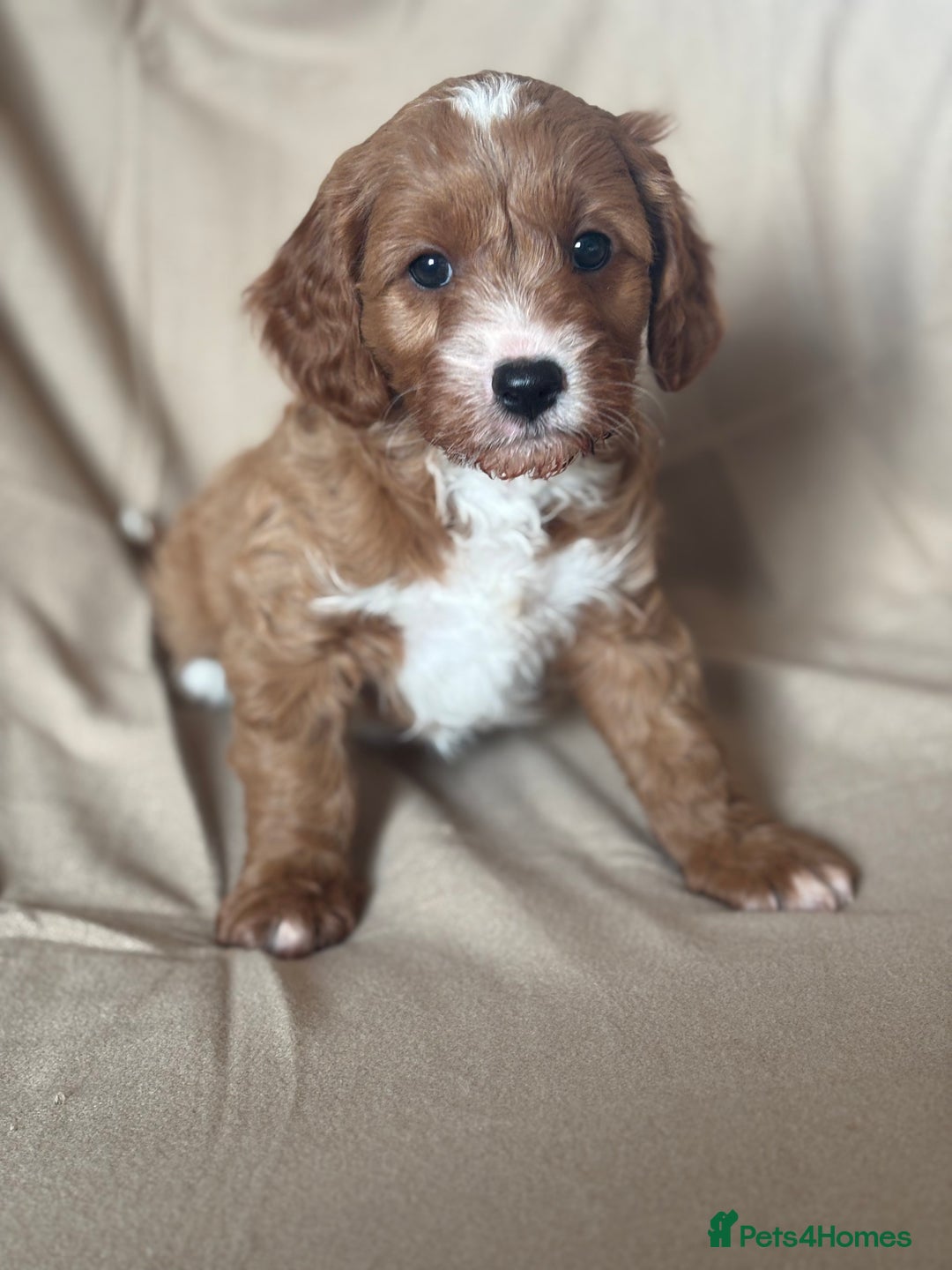 Cavapoo dogs for sale: F1 CAVAPOO PUPPIES - Image 4
